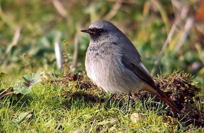 Black Redstart