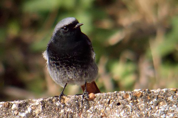 Black Redstart