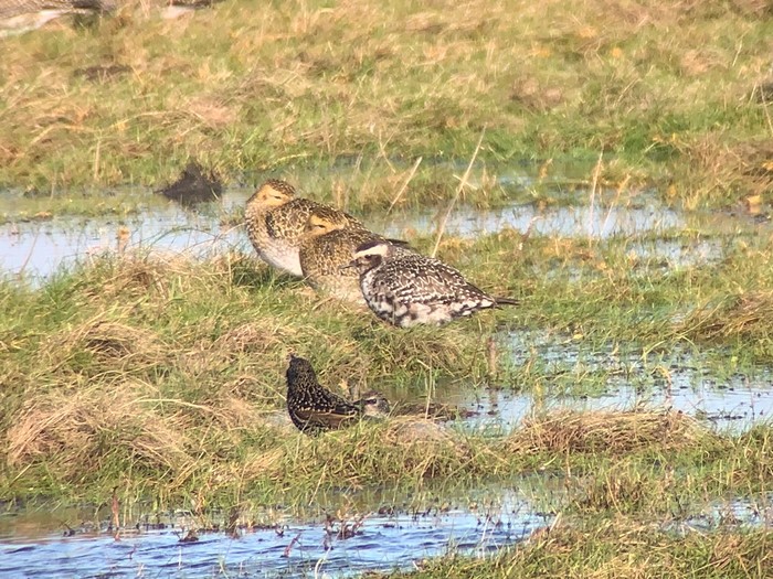 American Golden Plover