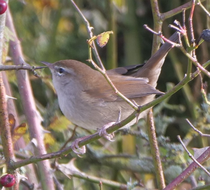 Cetti's Warbler