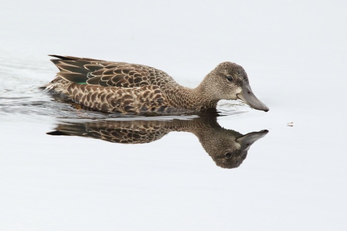 Blue-winged Teal
