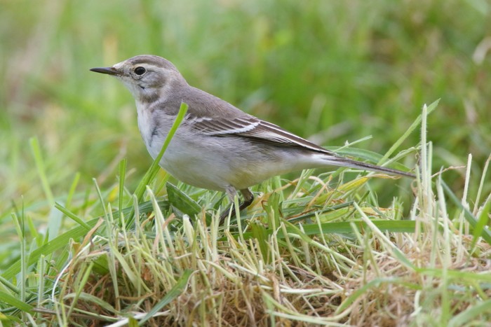 Citrine Wagtail