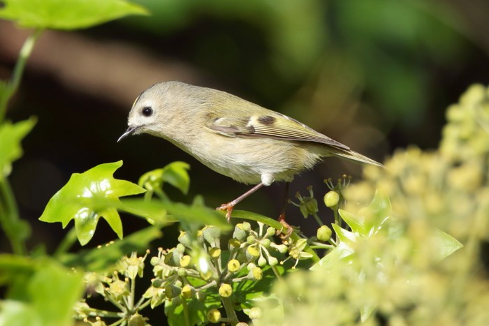 Goldcrest