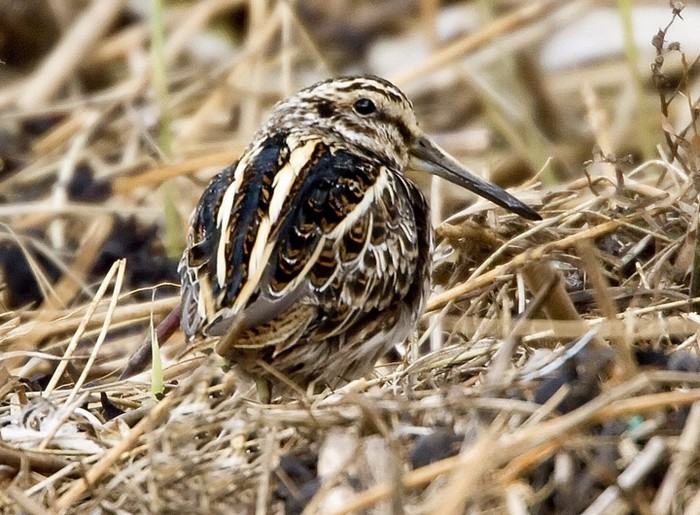 Jack Snipe