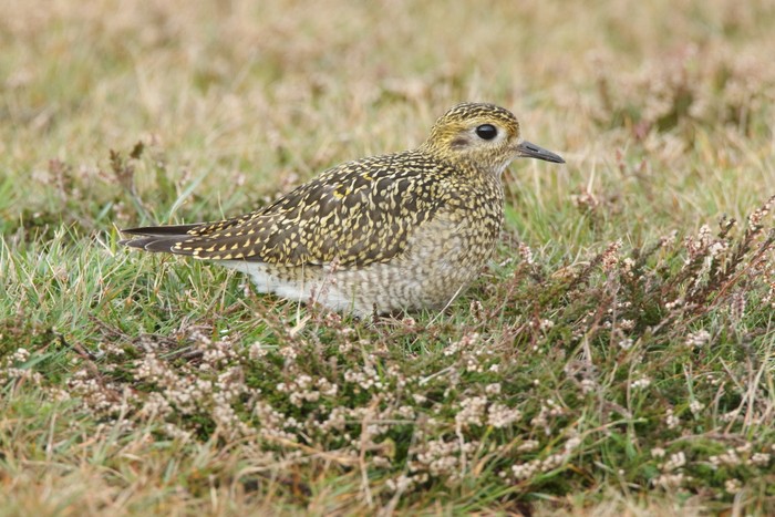 Golden Plover