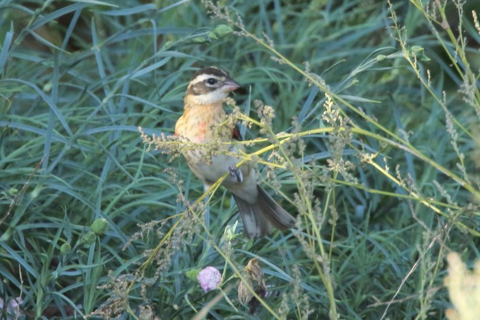 Rose-breasted Grosbeak