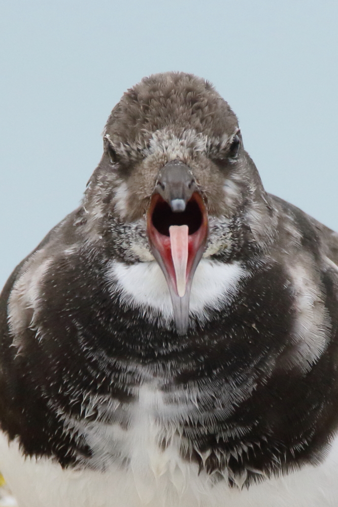 Turnstone