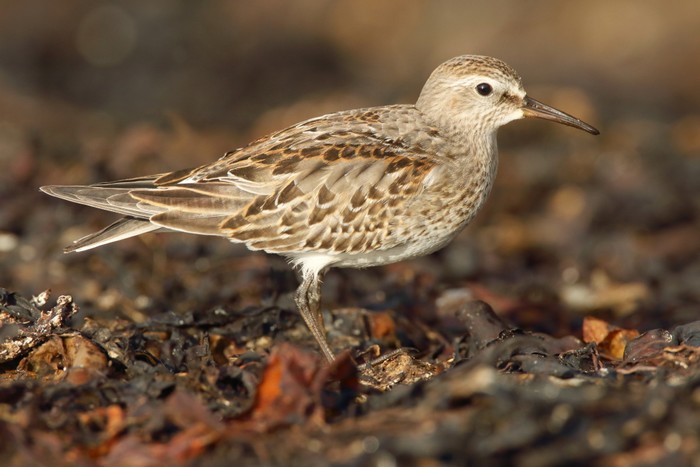 White-rumped Sandpiper