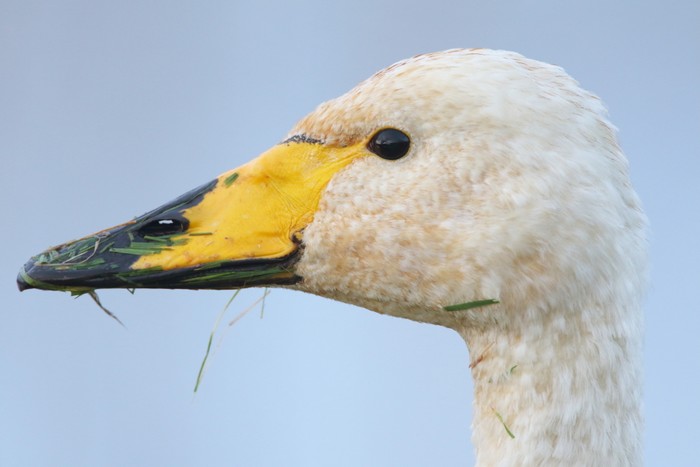 Whooper Swan