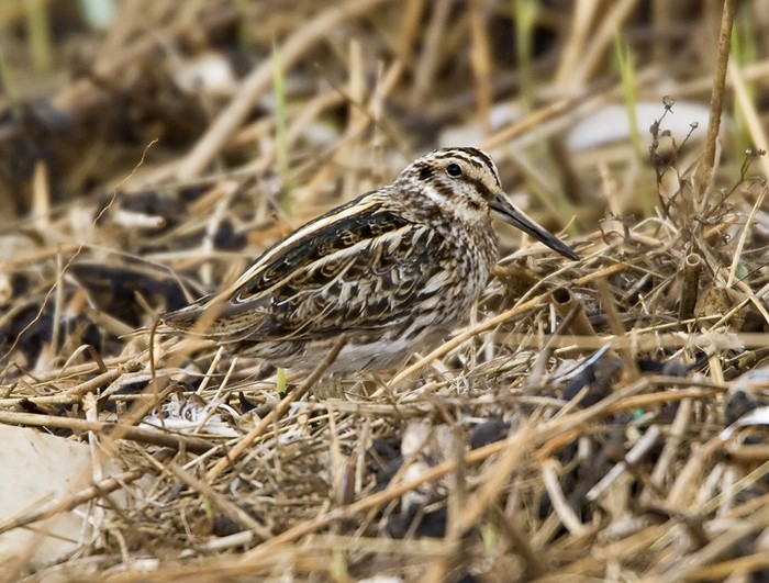 Jack Snipe