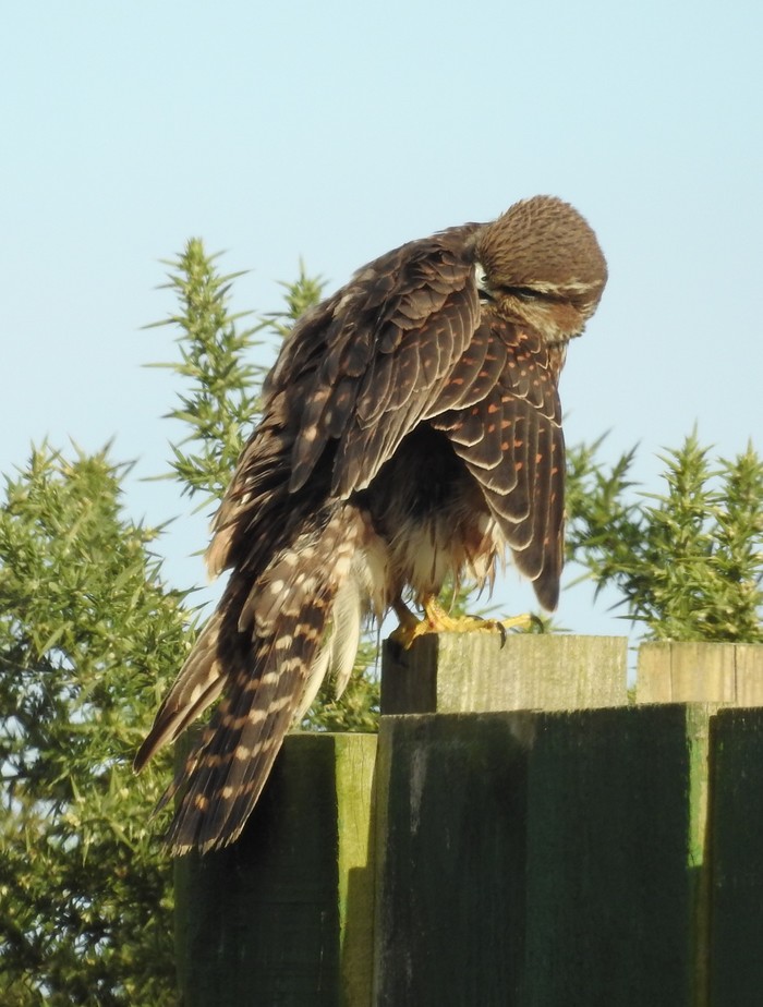 Merlin