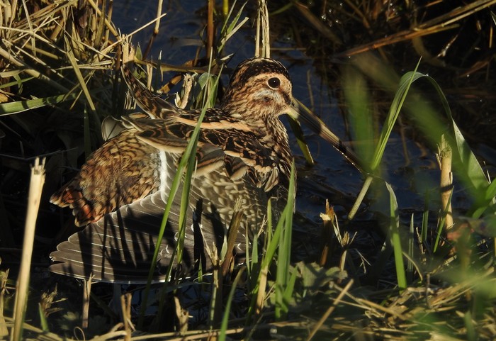 Snipe