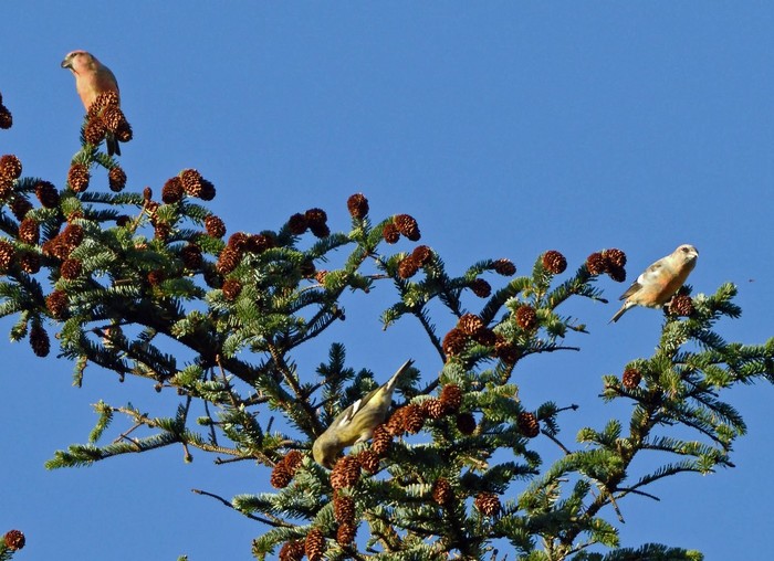 Two-barred Crossbill