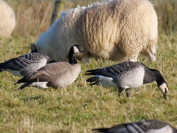 Richardson's Cackling Goose