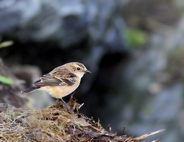 Siberian Stonechat