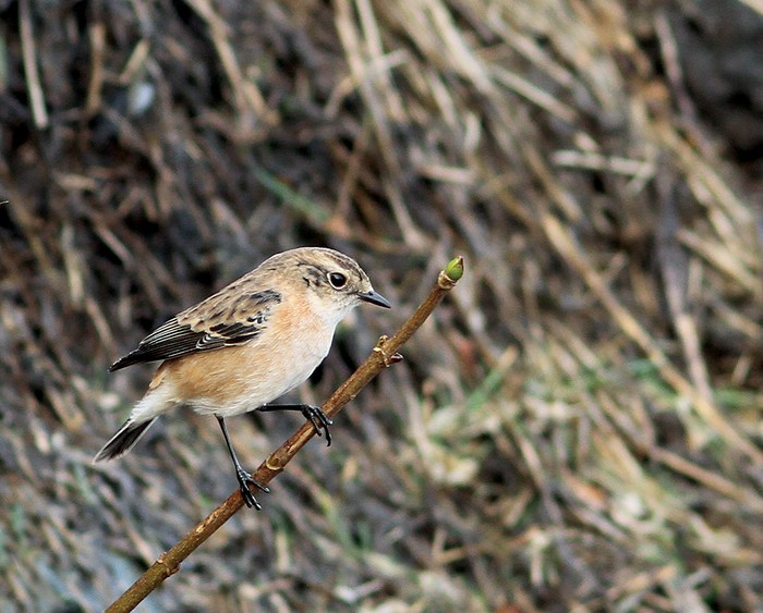 Siberian Stonechat