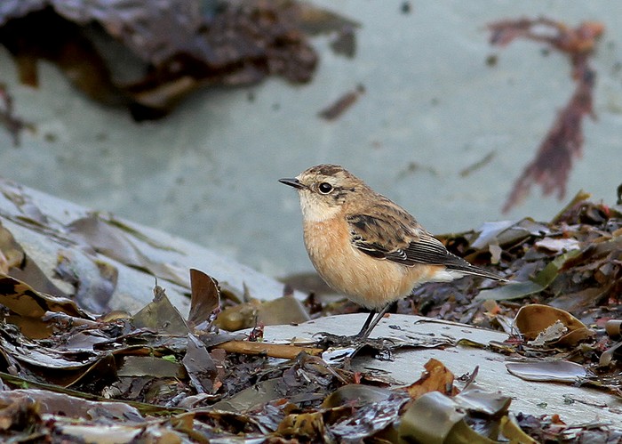Siberian Stonechat
