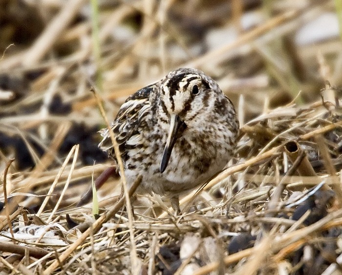 Jack Snipe