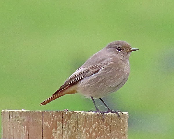 Black Redstart