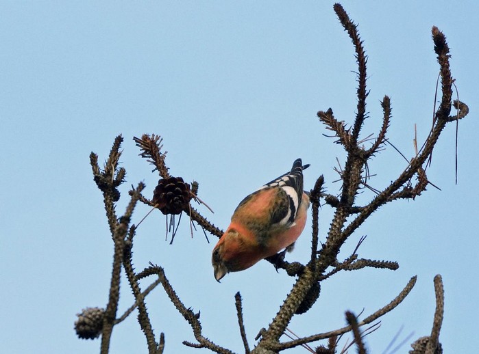 Two-barred Crossbill