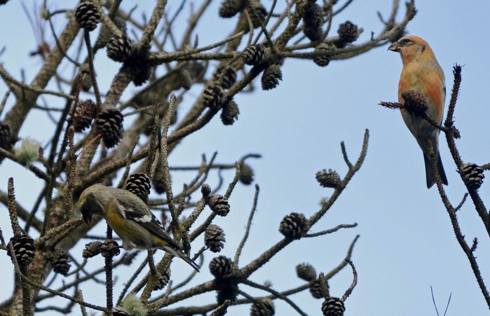 Two-barred Crossbill