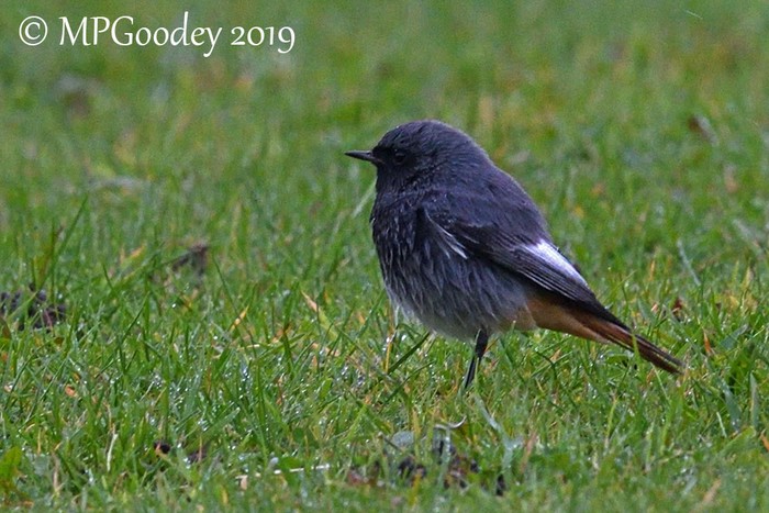 Black Redstart