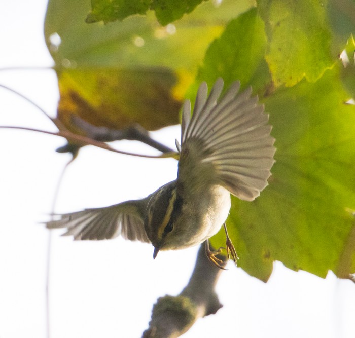 Pallas's Warbler