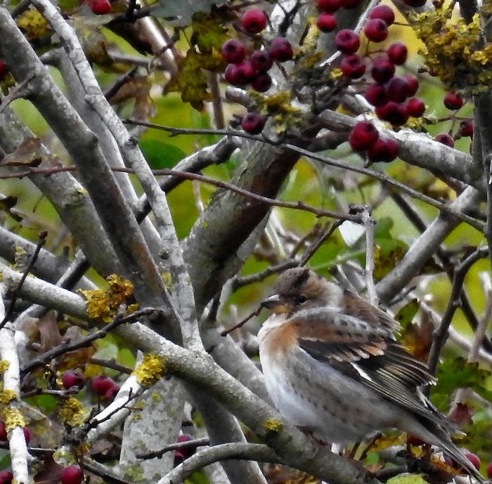 Brambling