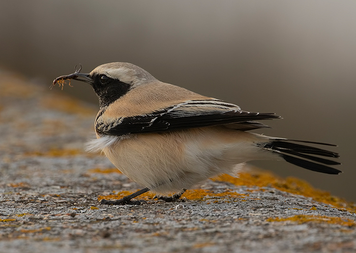 Desert Wheatear