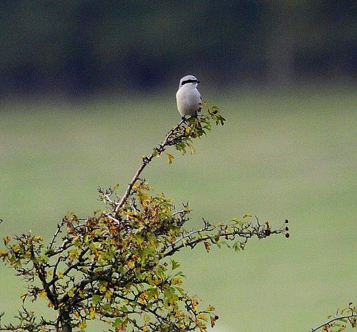 Great Grey Shrike
