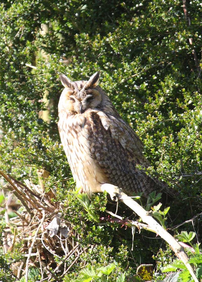 Long-eared Owl