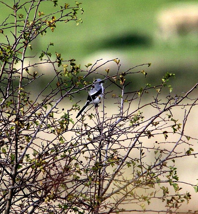 Great Grey Shrike