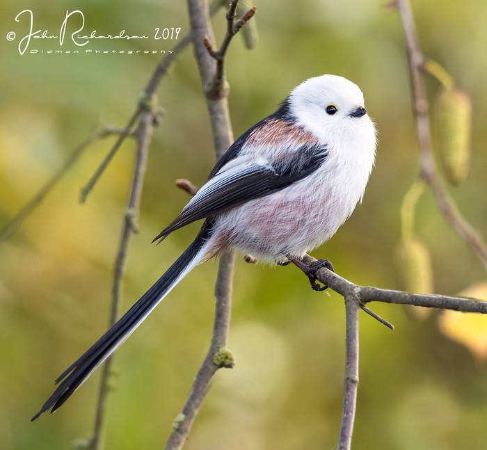 Northern Long-tailed Tit