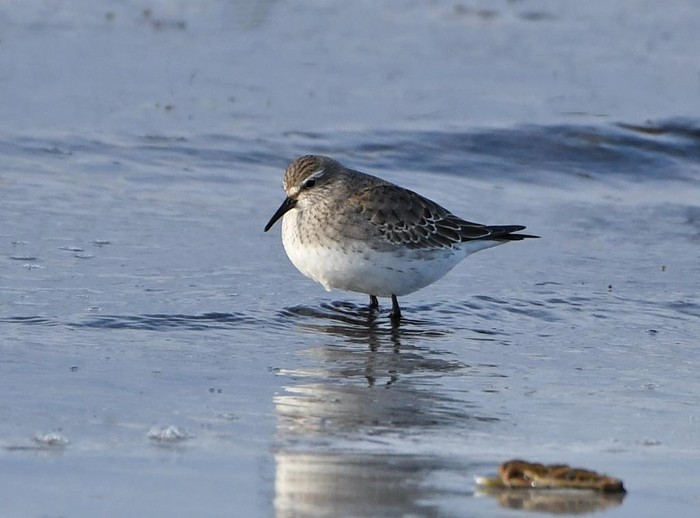White-rumped Sandpiper