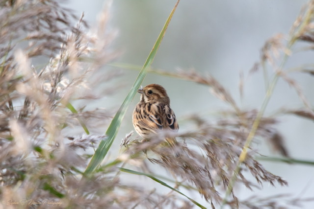 Reed Bunting