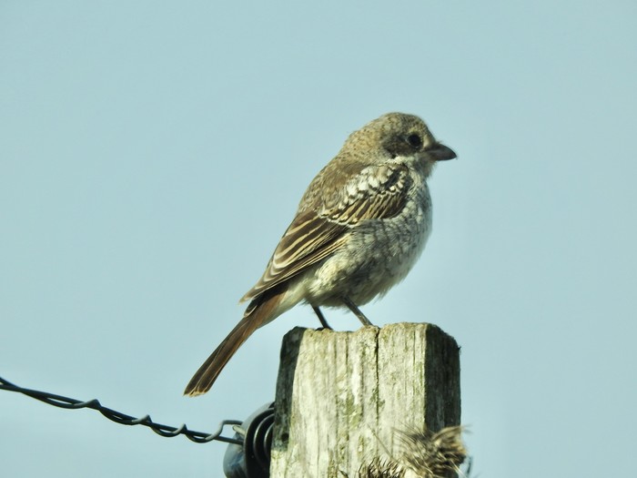 Woodchat Shrike
