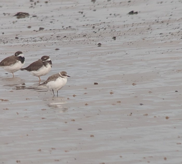 Kentish Plover