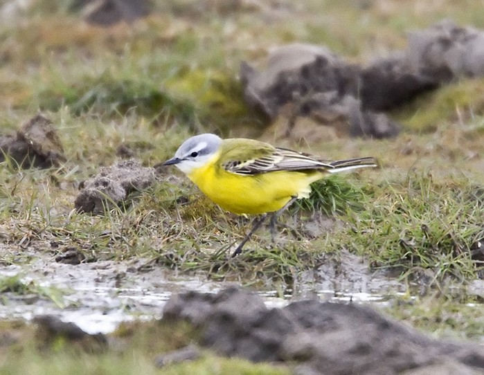 hybrid wagtail