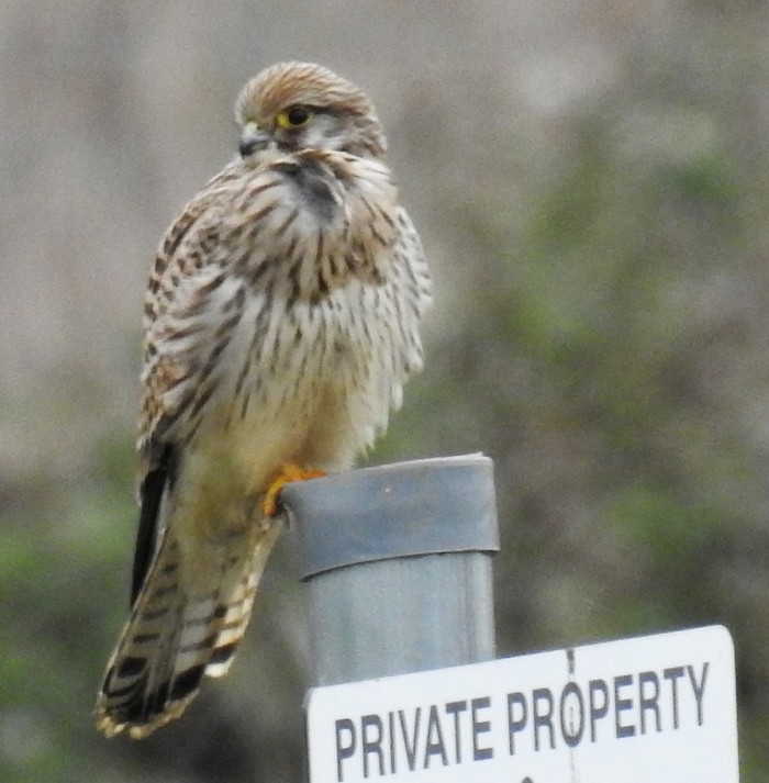 Kestrel
