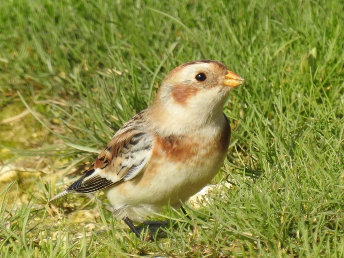 Snow Bunting