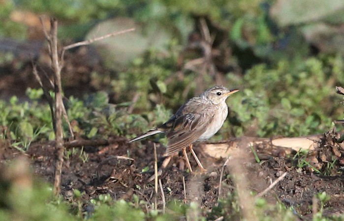 Paddyfield Pipit