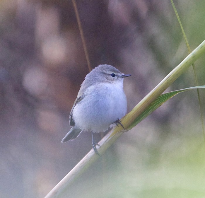 Siberian Chiffchaff