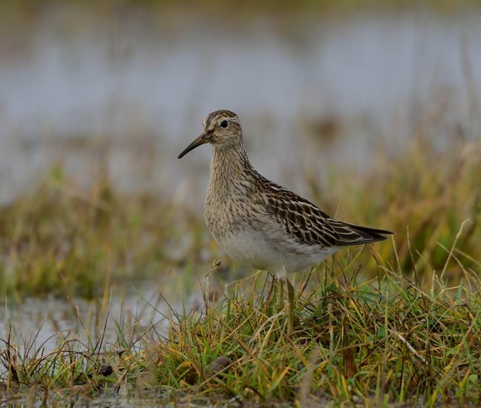 Pectoral Sandpiper