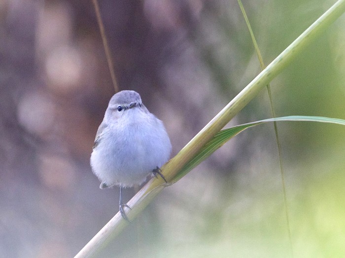 Siberian Chiffchaff