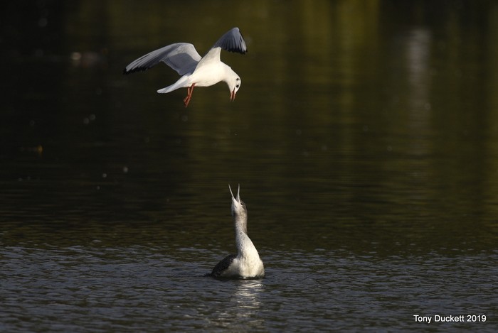 Red-throated Diver