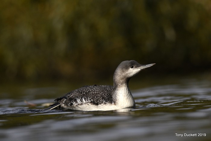Red-throated Diver