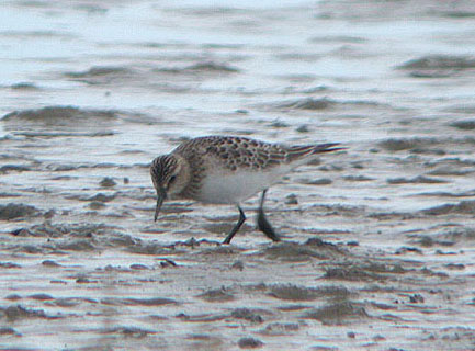 Baird's Sandpiper