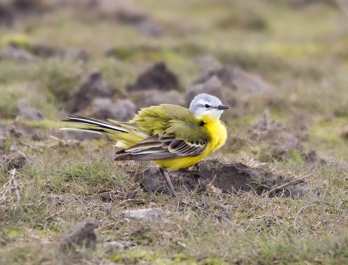 hybrid wagtail
