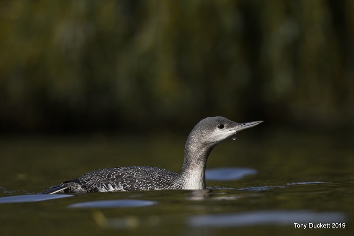 Red-throated Diver