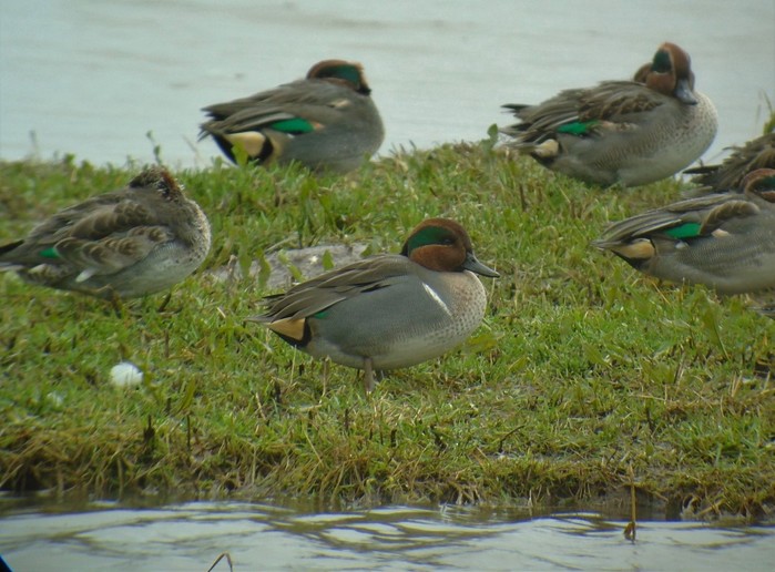 Green-winged Teal
